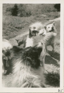 Image: Four Eskimo [Inuit] dogs